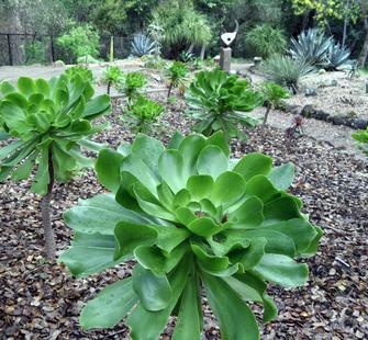 The Phelan Cactus Garden